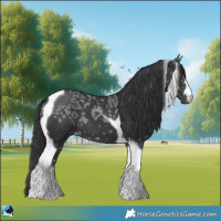 Horse Color:Black Ice Tobiano 