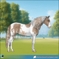 Horse Color:Chocolate Palomino Sabino Tobiano Rabicano