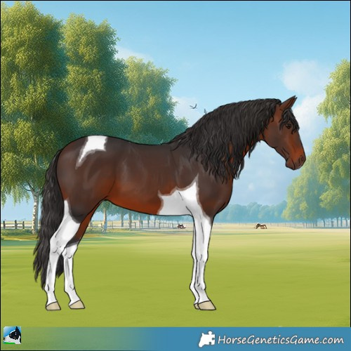 Horse Color:Brown Tobiano