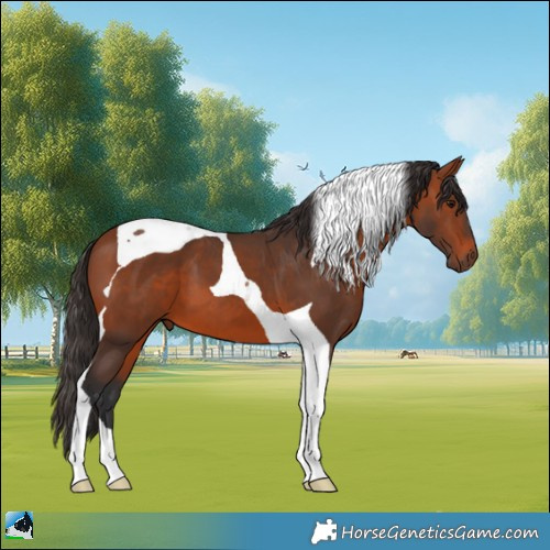 Horse Color:Bay Tobiano 