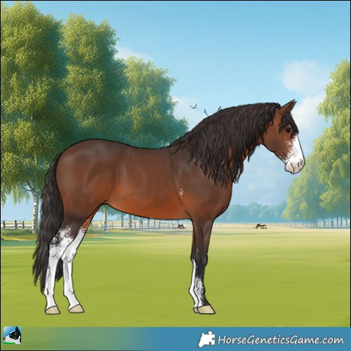 Horse Color:Brown Sabino