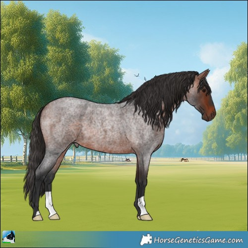 Horse Color:Bay Roan 