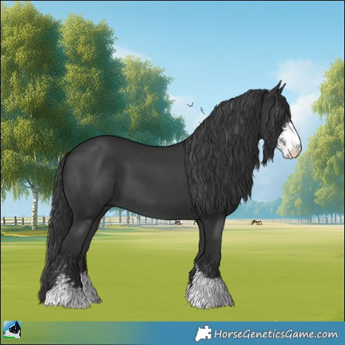 Horse Color:Black Sabino 