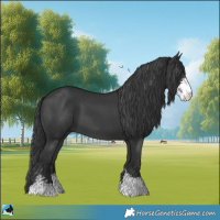 Horse Color:Black Sabino