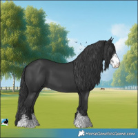 Horse Color:Black Sabino 