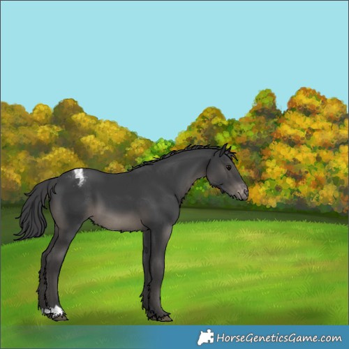 Horse Color:Black Appaloosa 