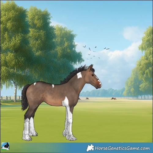 Horse Color:Bay Dun Tobiano 
