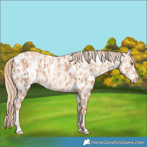 Horse Color:Gold Champagne Near Leopard  and Gold Champagne Dun Near Leopard 
