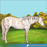 Horse Color:Gold Champagne Appaloosa  and Gold Champagne Dun Appaloosa 