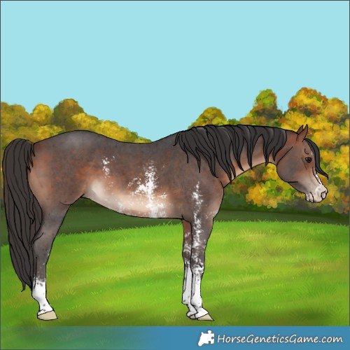 Horse Color:Bay Sabino 