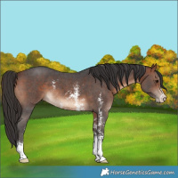 Horse Color:Bay Sabino