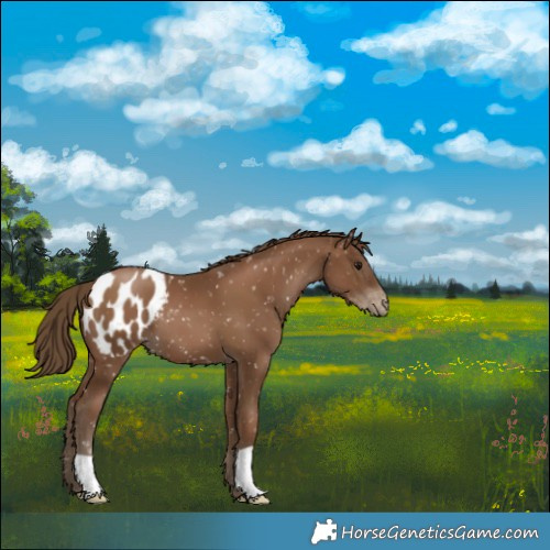 Horse Color:Gray Black Pearl Appaloosa