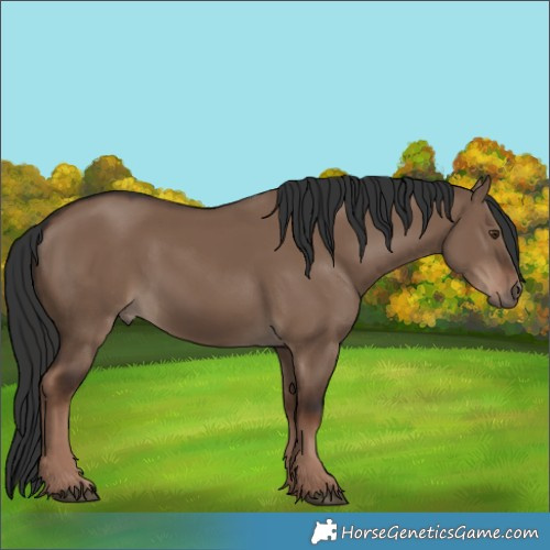 Horse Color:White Spotted Liver Red Dun