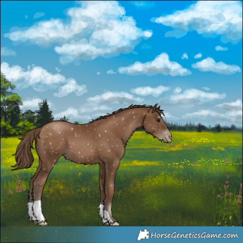 Horse Color:Gray Black Pearl Snowflake Varnish