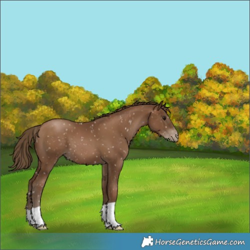 Horse Color:Gray Black Pearl Appaloosa