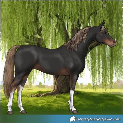 Horse Color:White Spotted Liver Chestnut 