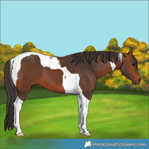 Horse Color:Bay Tobiano 