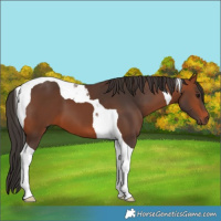 Horse Color:Bay Tobiano 