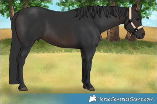Horse Color:White Spotted Brown 