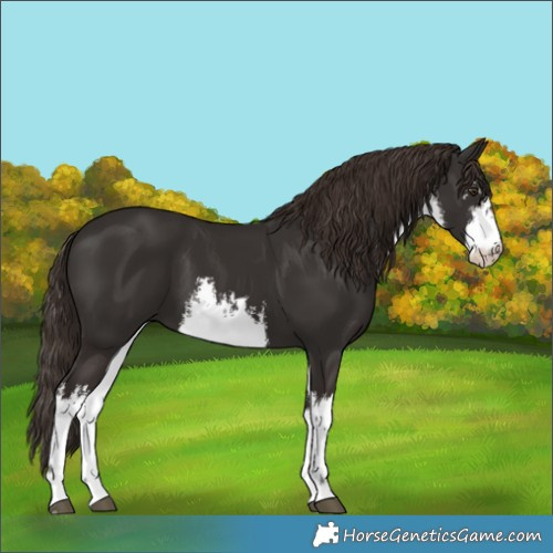 Horse Color:White Spotted Liver Chestnut 