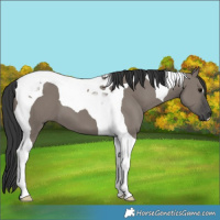 Horse Color:Grullo Tobiano