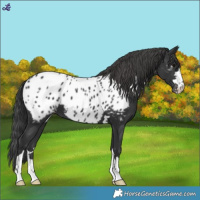 Horse Color:Black Near Leopard