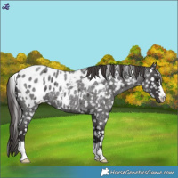 Horse Color:Smoky Blue Roan Blanket 
