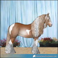 Horse Color:Gray Chestnut Splash Tobiano 