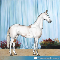 Horse Color:Gray Chestnut Splash Tobiano Frame 