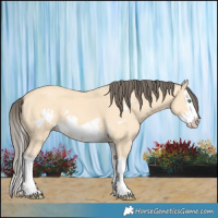 Horse Color:Amber Cream Champagne Splash Frame 