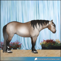 Horse Color:Gray Bay Dun 