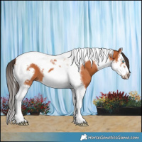 Horse Color:Bay Splash Tobiano Frame 