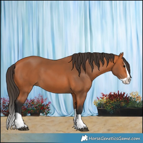 Horse Color:Bay Splash 