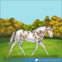 Horse Color:Silver Buckskin Dun Splash Tobiano Appaloosa 