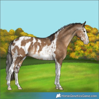 Horse Color:Liver Red Dun Splash Blanket  and Gray Liver Red Dun Splash Tobiano Blanket 