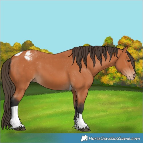 Horse Color:Bay Tobiano Appaloosa