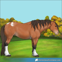 Horse Color:Bay Tobiano Appaloosa 