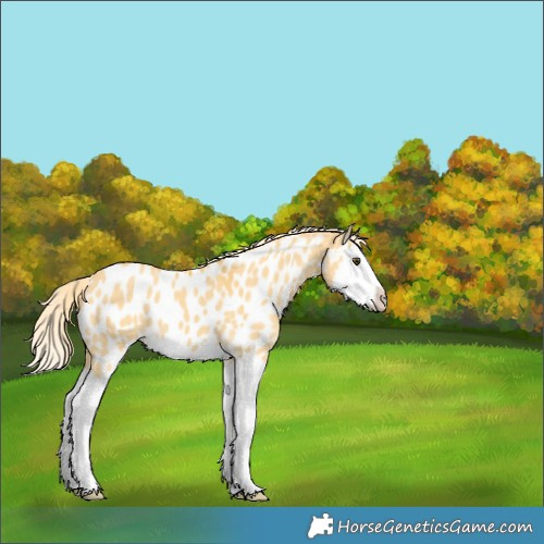 Horse Color:Palomino Dun Splash Appaloosa 