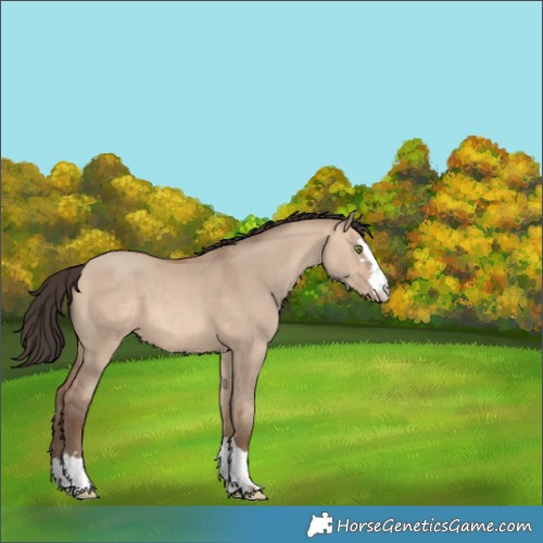 Horse Color:Amber Champagne Dun 