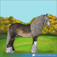 Horse Color:Gray Silver Smoky Black Tobiano Appaloosa