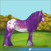Horse Color:Gray Watercolor Buckskin Tobiano Appaloosa 