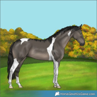Horse Color:Gray Smoky Grullo Tobiano
