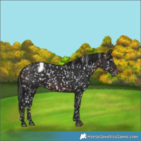 Horse Color:White Spotted Brown Appaloosa Rabicano 
