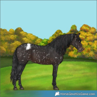 Horse Color:White Spotted Brown Appaloosa Rabicano 