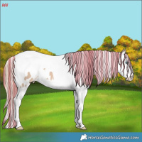Horse Color:Painted White Spotted Perlino Splash Tobiano Appaloosa
