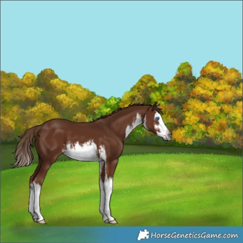 Horse Color:Gray White Spotted Chestnut Splash 