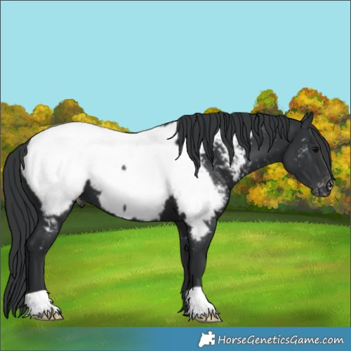 Horse Color:Black Appaloosa 