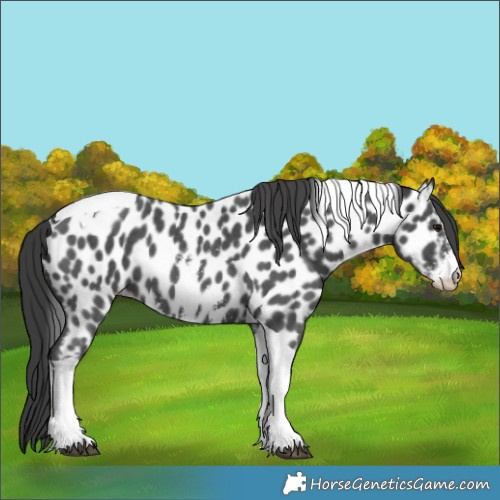 Horse Color:Black Sabino Tobiano Appaloosa 