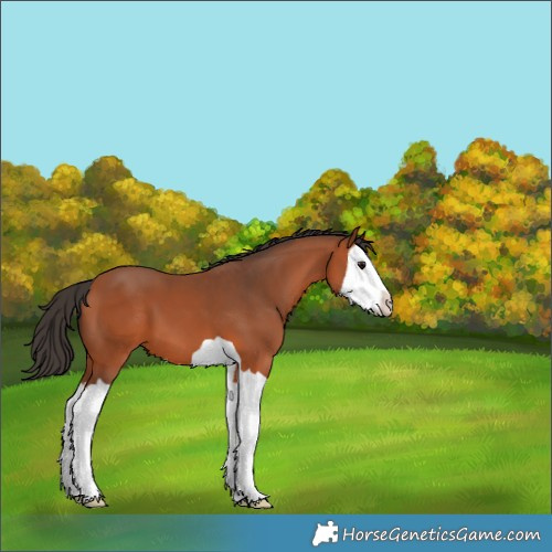 Horse Color:Bay Splash 