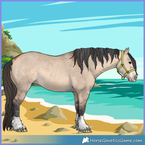 Horse Color:Bay Dun Rabicano 